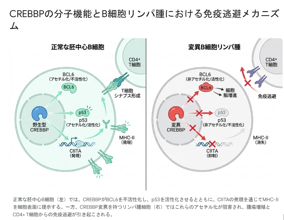 CREBBPの分子機能とB細胞リンパ腫における免疫逃避メカニズム