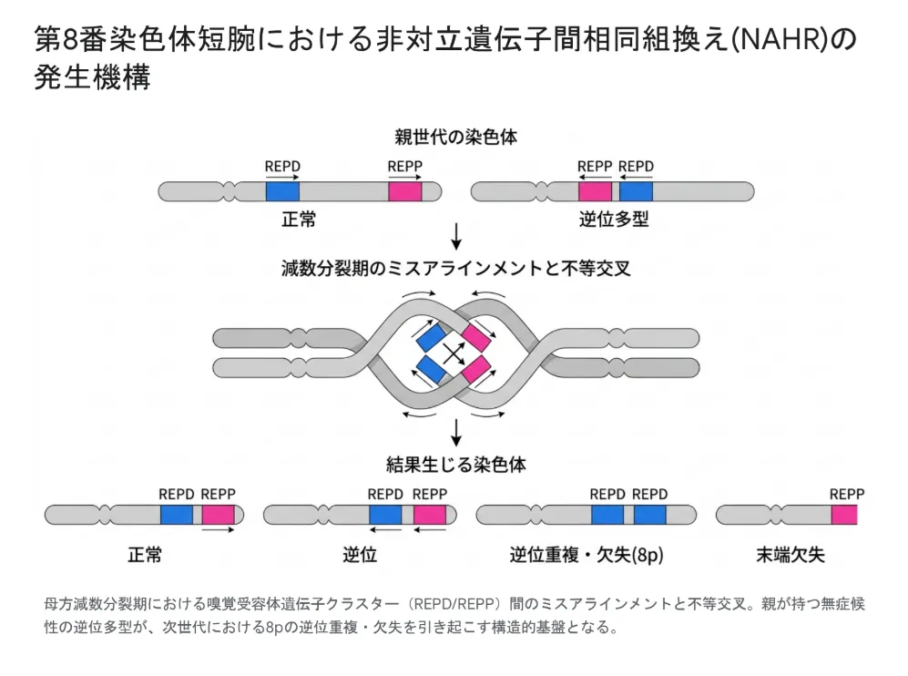 第8番染色体における非対立遺伝子間相同組み換えNAHRの発生機構