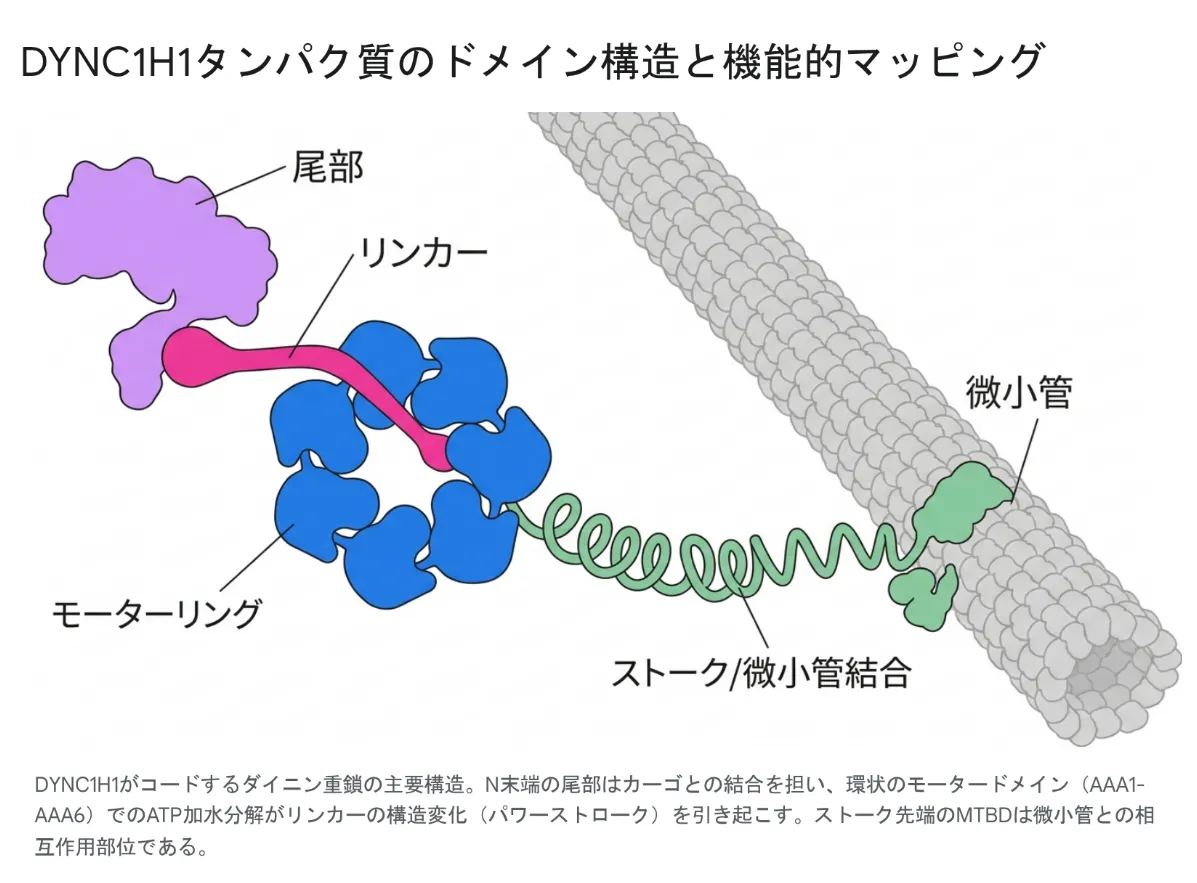 DYNC1H1タンパク質のドメイン構造と機能的マッピング