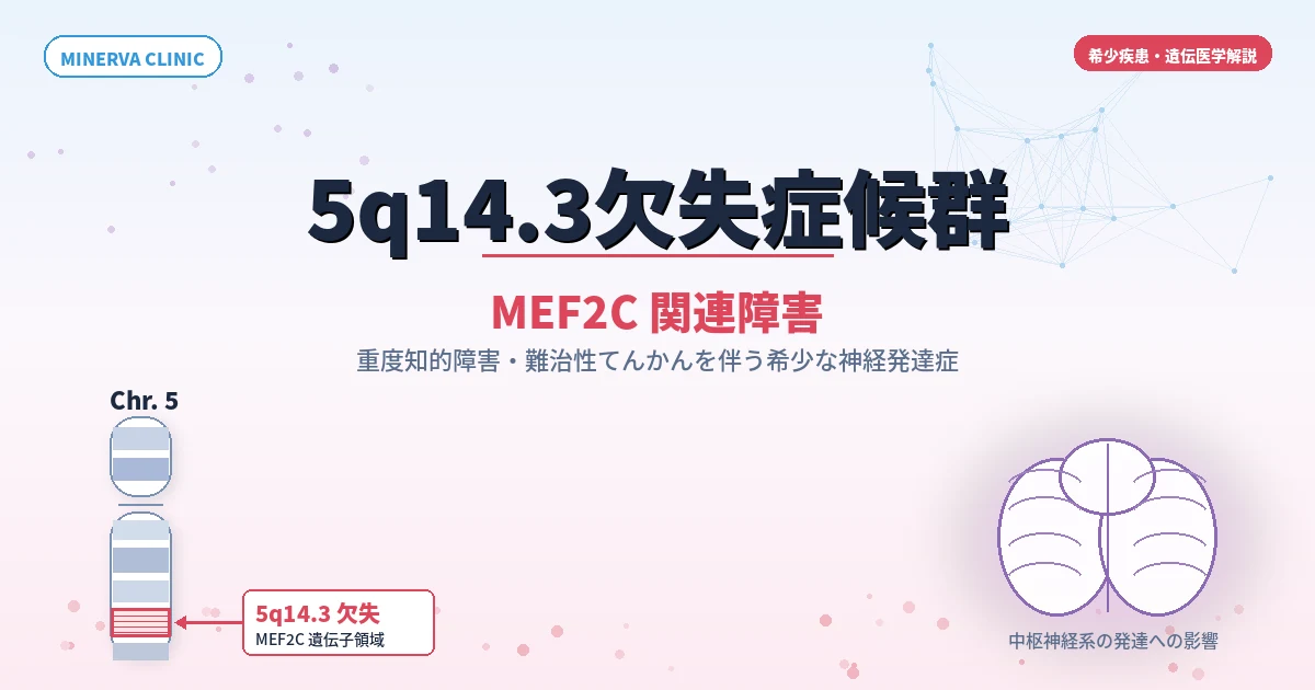 5q14.3欠失症候群(MEF2C関連障害)のイメージ