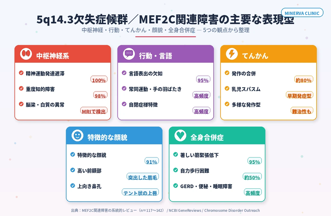 5q14.3欠失症候群(MEF2C関連障害)の主要な表現型