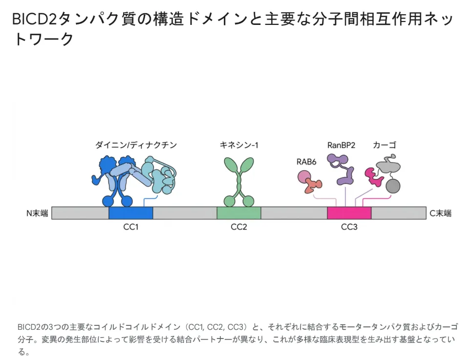 BICD2タンパク質の構造ドメインと主要な分子間相互ネットワーク