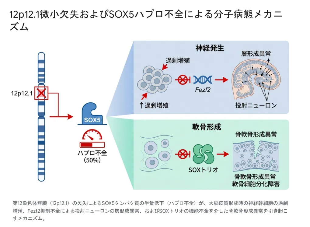 12p重複症候群とは｜症状・原因遺伝子・診断・最新治療を解説