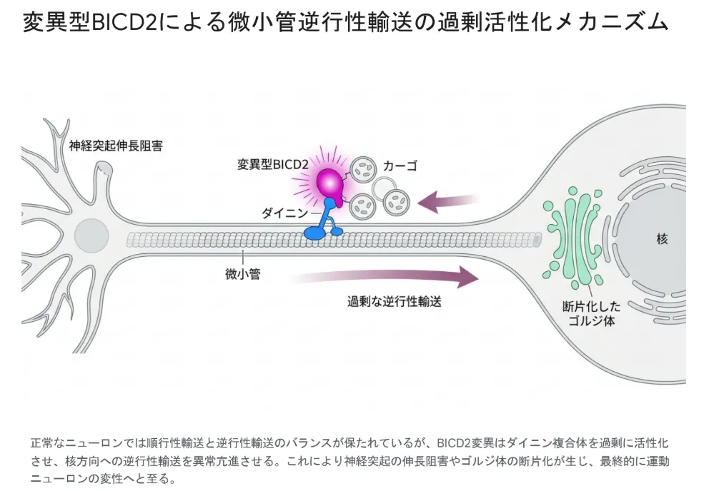 変異型BICD2による微小管逆行性輸送の過剰活性化メカニズム
