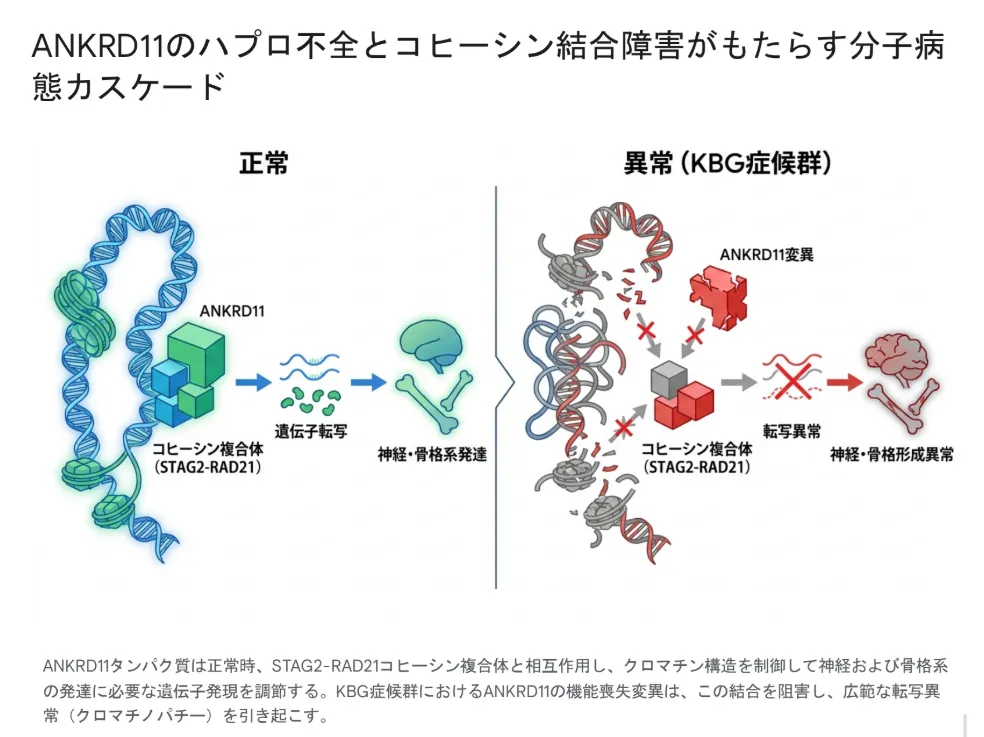 ANKRD11のハプロ不全とコヒーシン結合障害がもたらす分子病態カスケード