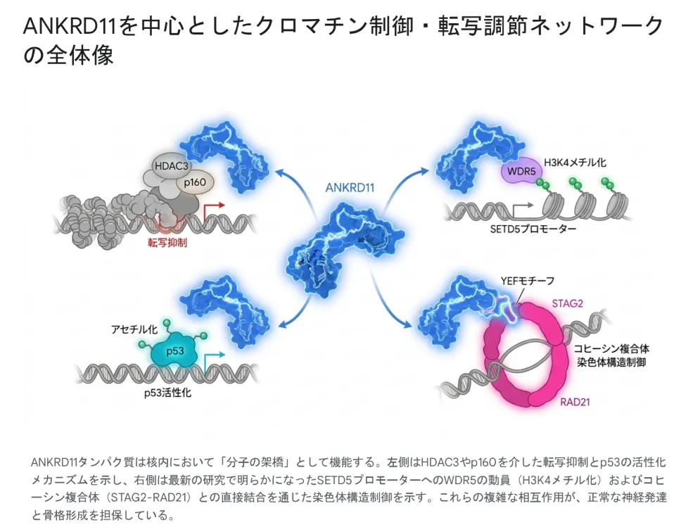 ANKRD11を中心としたクロマチン制御・転写調節ネットワークの全体像