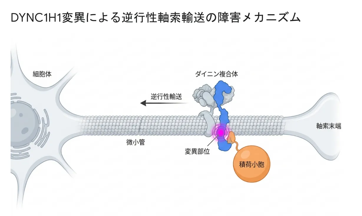 DYNC1H1変異による逆行性軸索輸送の障害メカニズム