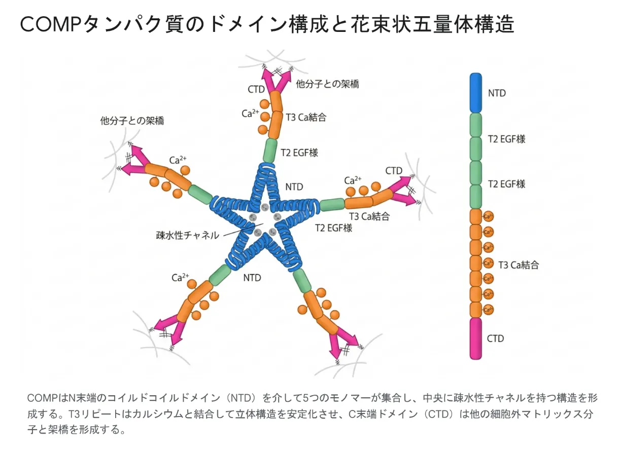 COMPタンパクのドメイン構成と花束状五量体構造