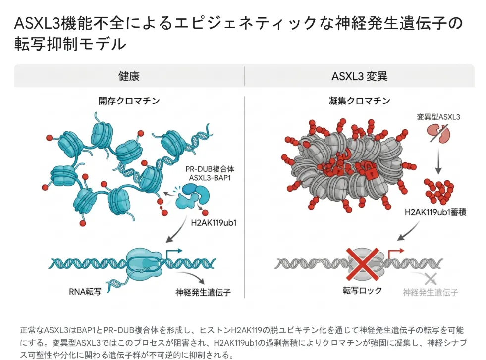 ASXL3機能不全によるエピジェネティックな神経発生遺伝子の転写抑制モデル