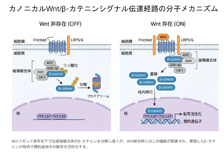 カノニカルWnt/β-カテニンシグナル伝達経路の分子メカニズム