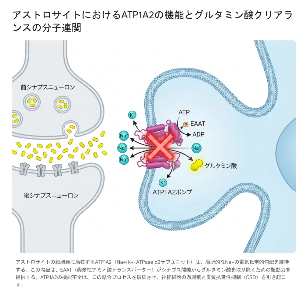 アストロサイトにおけるATP1A2の機能とグルタミン酸クリアランスの分子連関