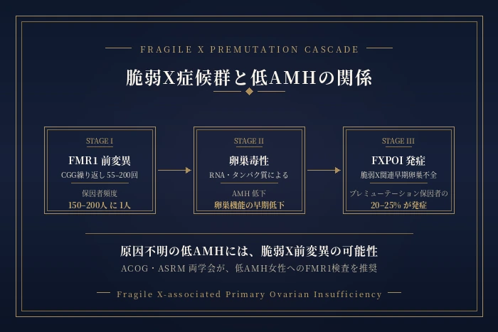 脆弱X症候群と低AMHの関係 ─ FXPOIの解説