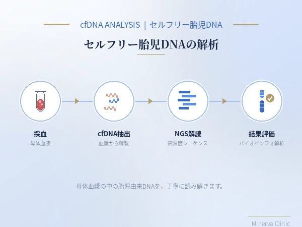 セルフリー胎児DNAの解析