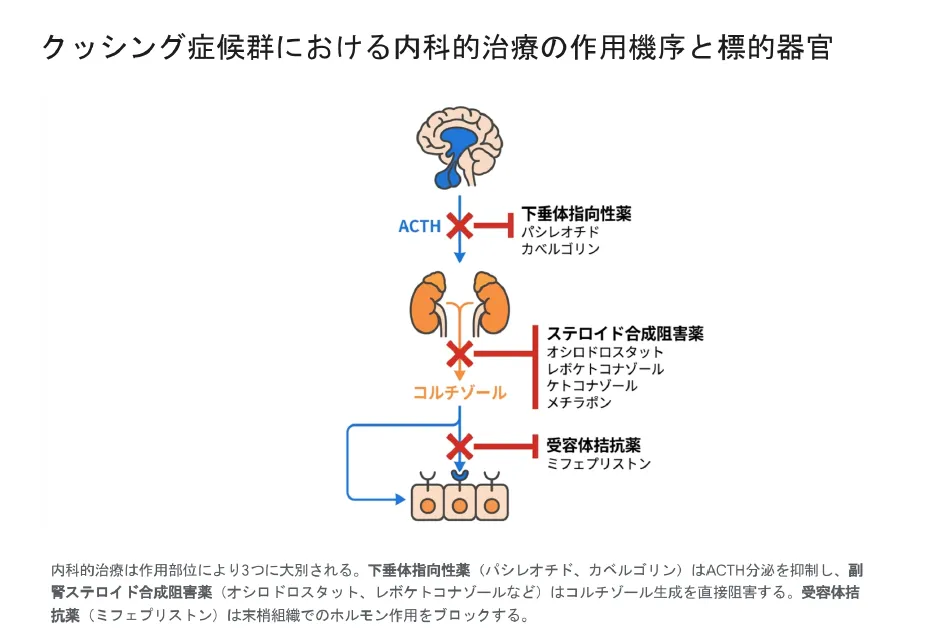 クッシング症候群における内科的治療の作用機序と標的器官