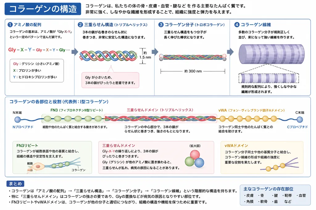 コラーゲンの基本構造(Gly-X-Y配列、三重らせん、コラーゲン線維、主要ドメインの模式図)