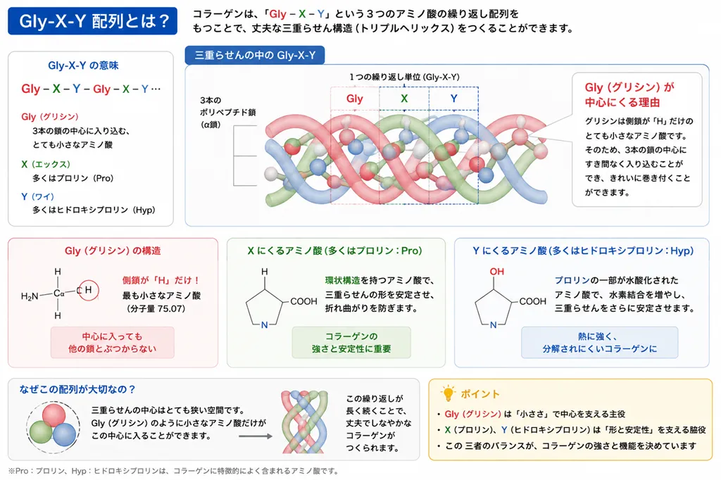 Gly-X-Y配列とコラーゲン三重らせんの模式図