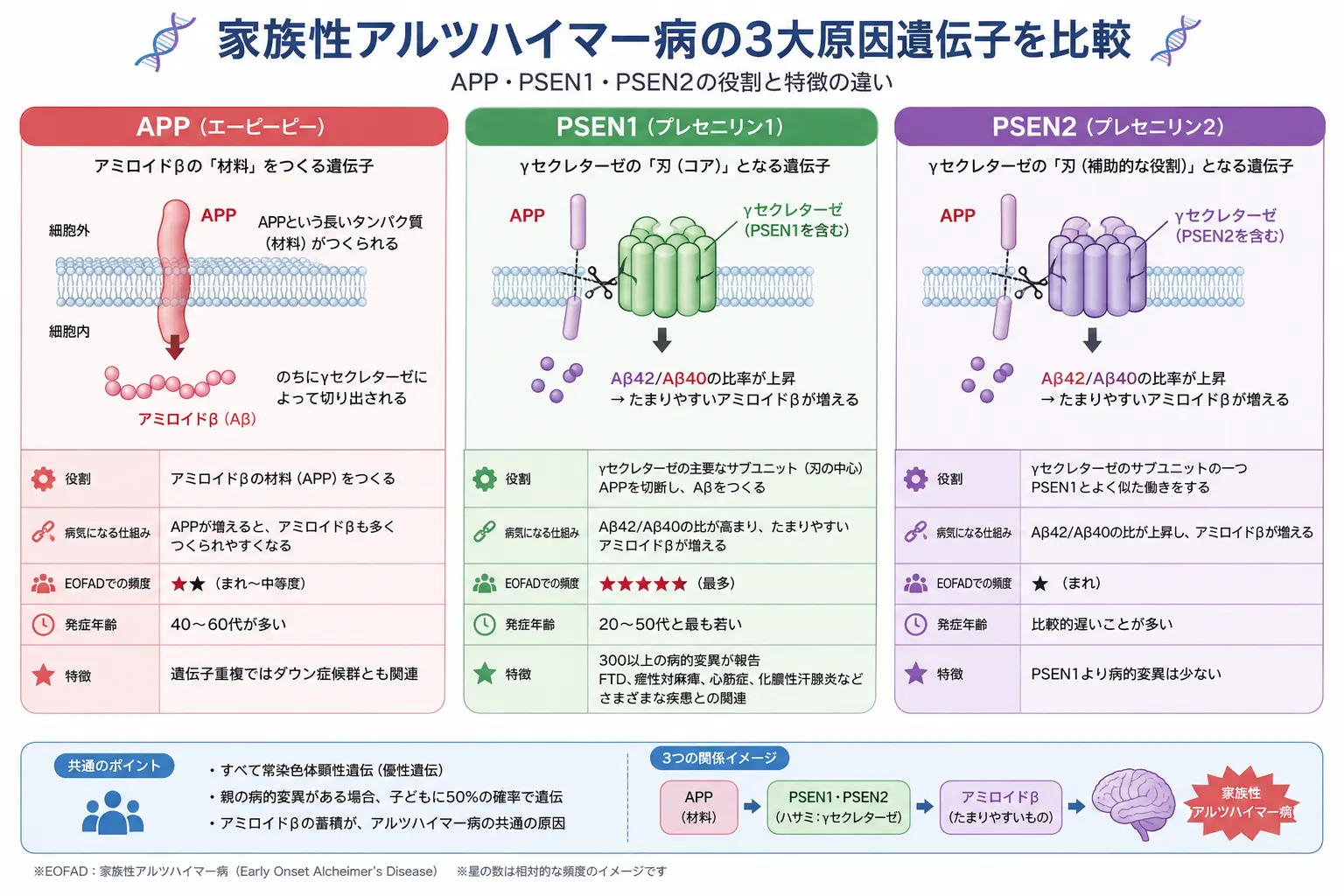 家族性アルツハイマー病の3大原因遺伝子APP・PSEN1・PSEN2の役割と違いを比較した模式図