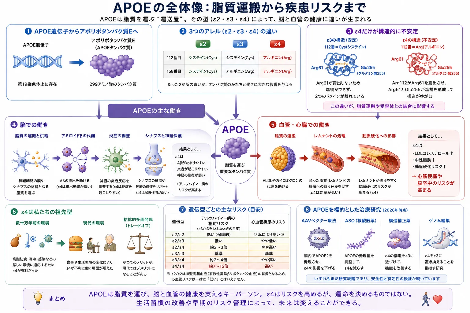 APOE遺伝子の役割、ε2・ε3・ε4の違い、脳と血管での働き、アルツハイマー病・心血管疾患との関係、治療研究を示した模式図