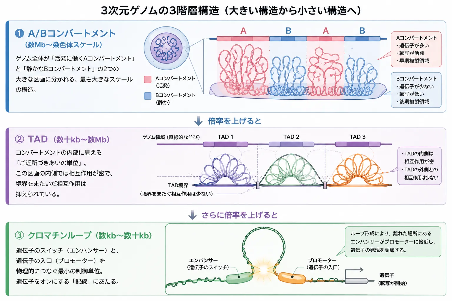 3次元ゲノムの階層構造を示す模式図。A/Bコンパートメント、TAD、クロマチンループの3階層を、大きな構造から小さな構造へ拡大しながら示し、それぞれの役割とゲノム構造の関係を解説している。