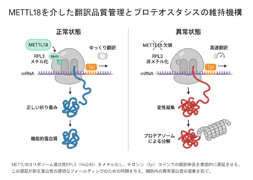 METTL18を介した翻訳品質管理とプロテオスタシスの維持機構