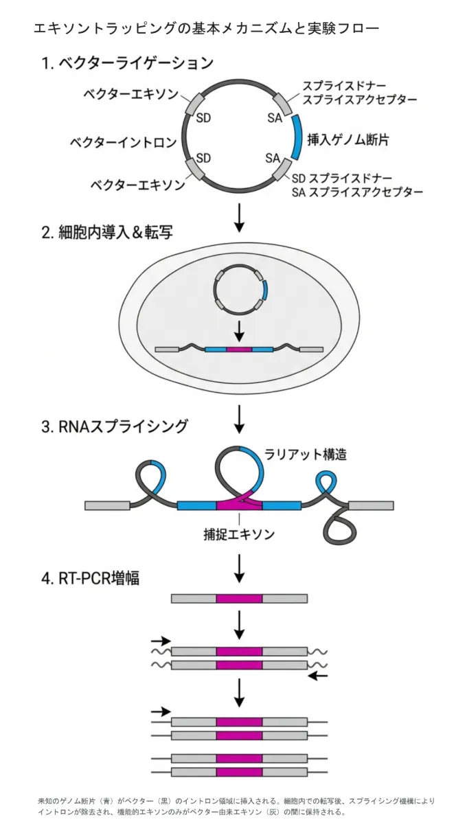 エキソントラッピングの基本メカニズムと実験フロー