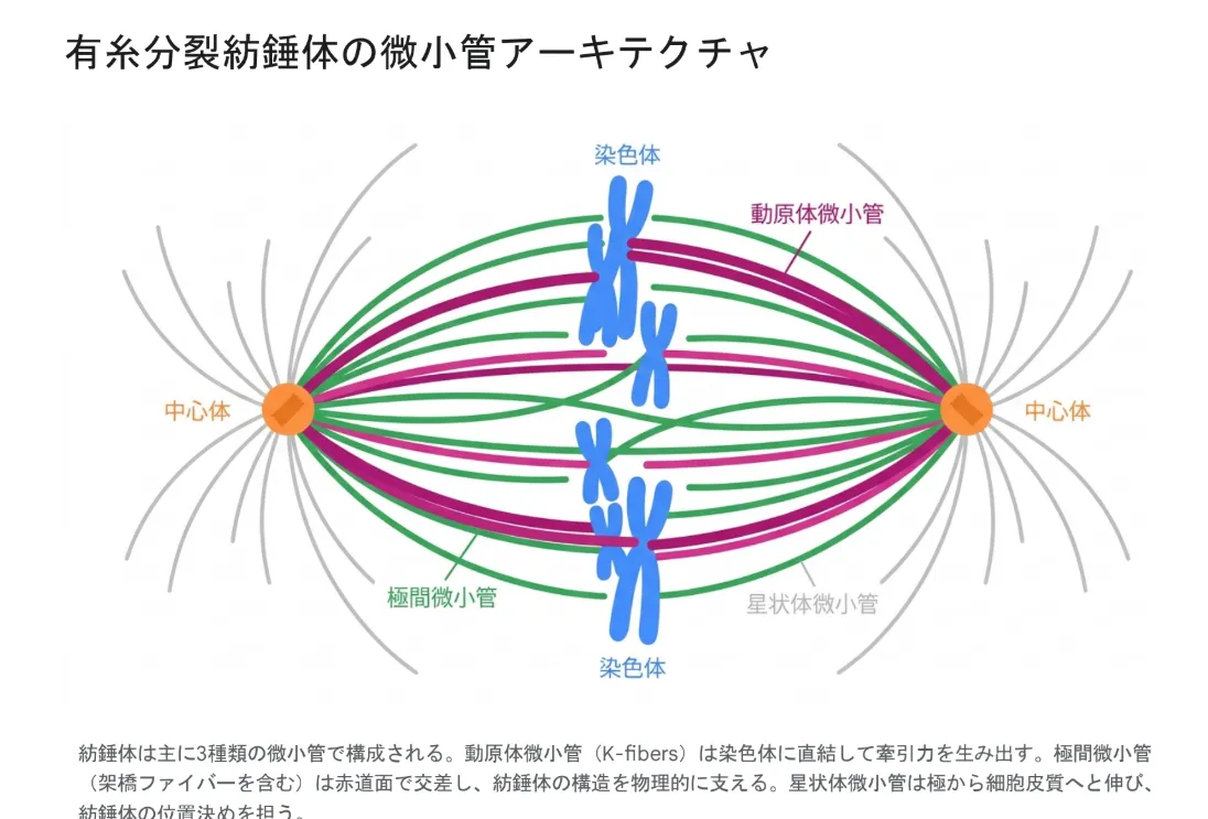 有糸分裂紡錘体の微小管アーキテクチャ