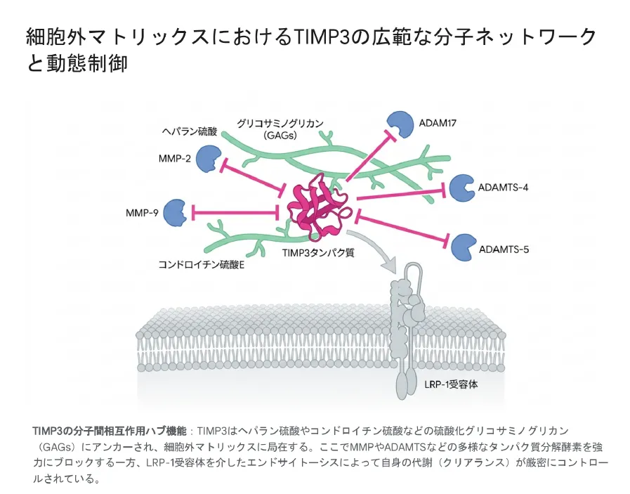 細胞外マトリックスにおけるTIMP3の広範な分子ネットワークと動態制御