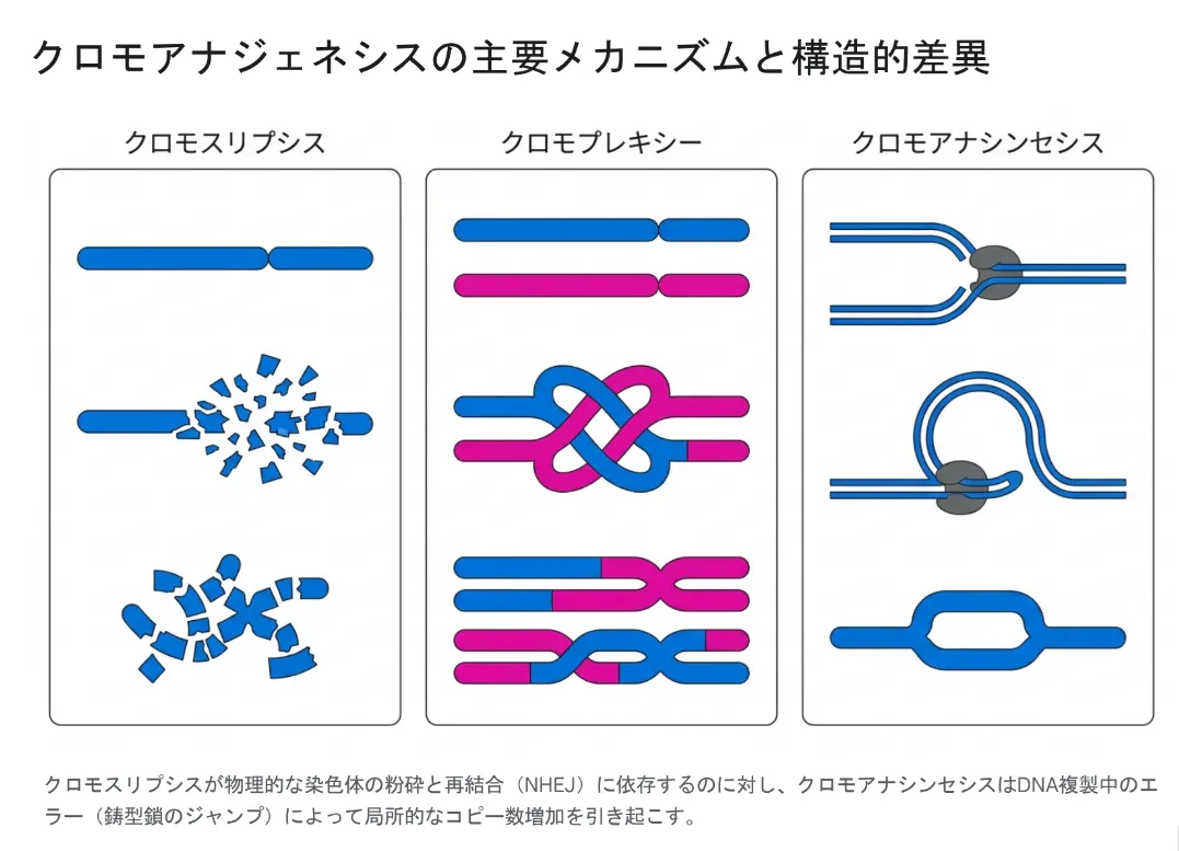クロモアナジェネシスの主要メカニズムと構造的差異