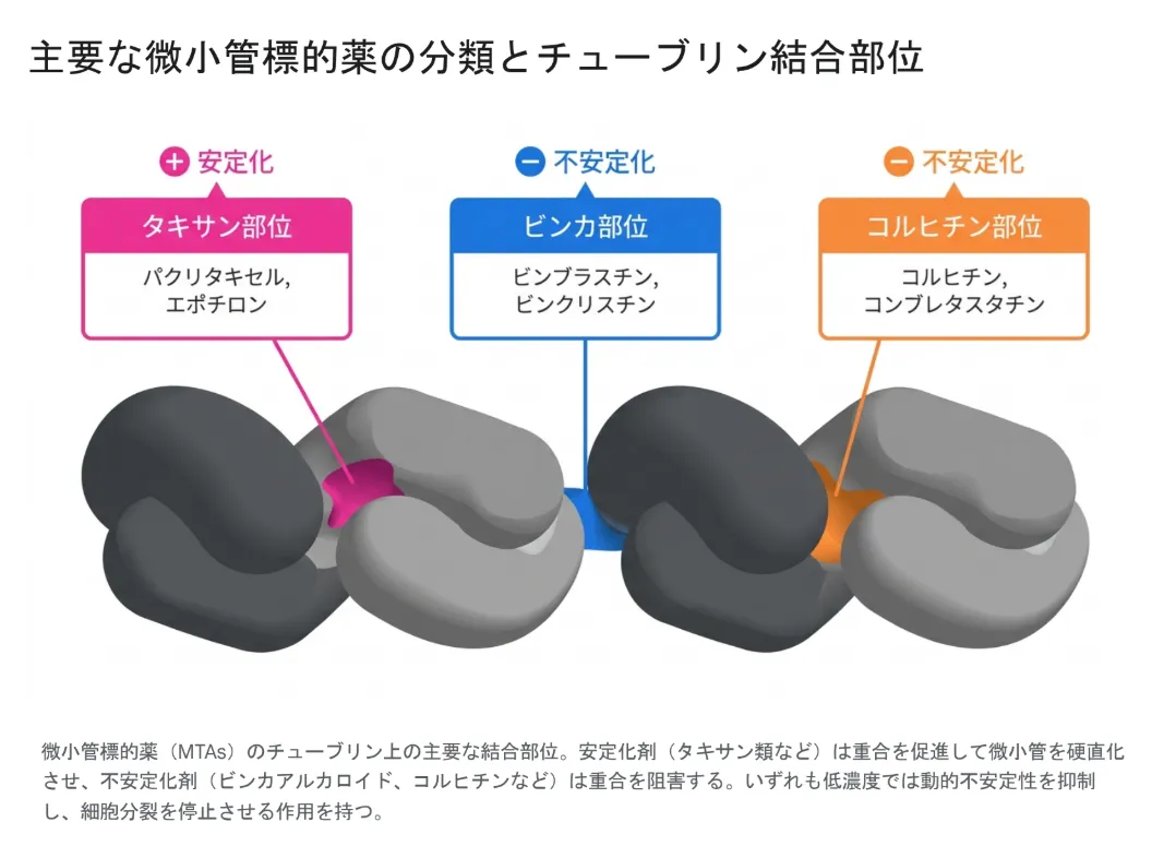 主要な微小管標的薬の分類とチューブリン結合部位