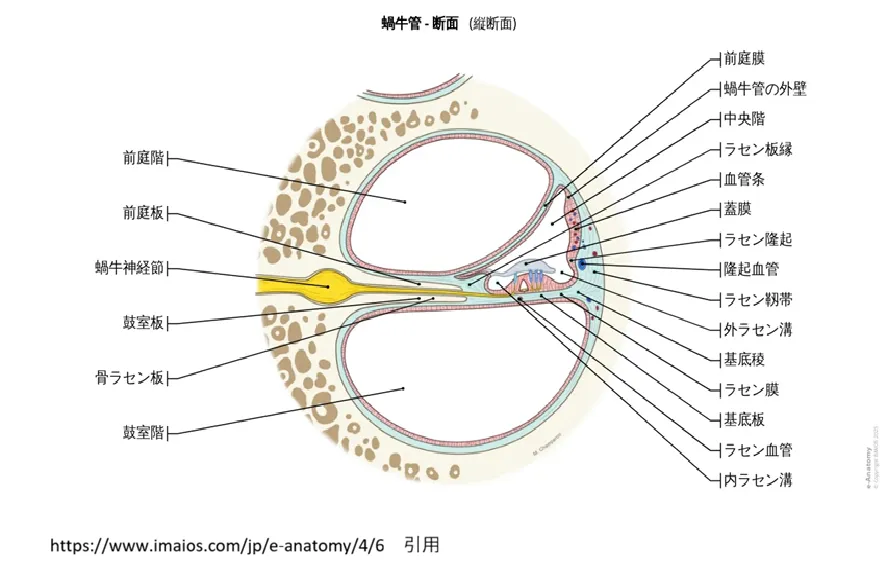 蝸牛の解剖イラスト