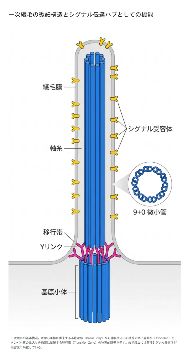 一次繊毛の微細構造とシグナル伝達ハブとしての機能