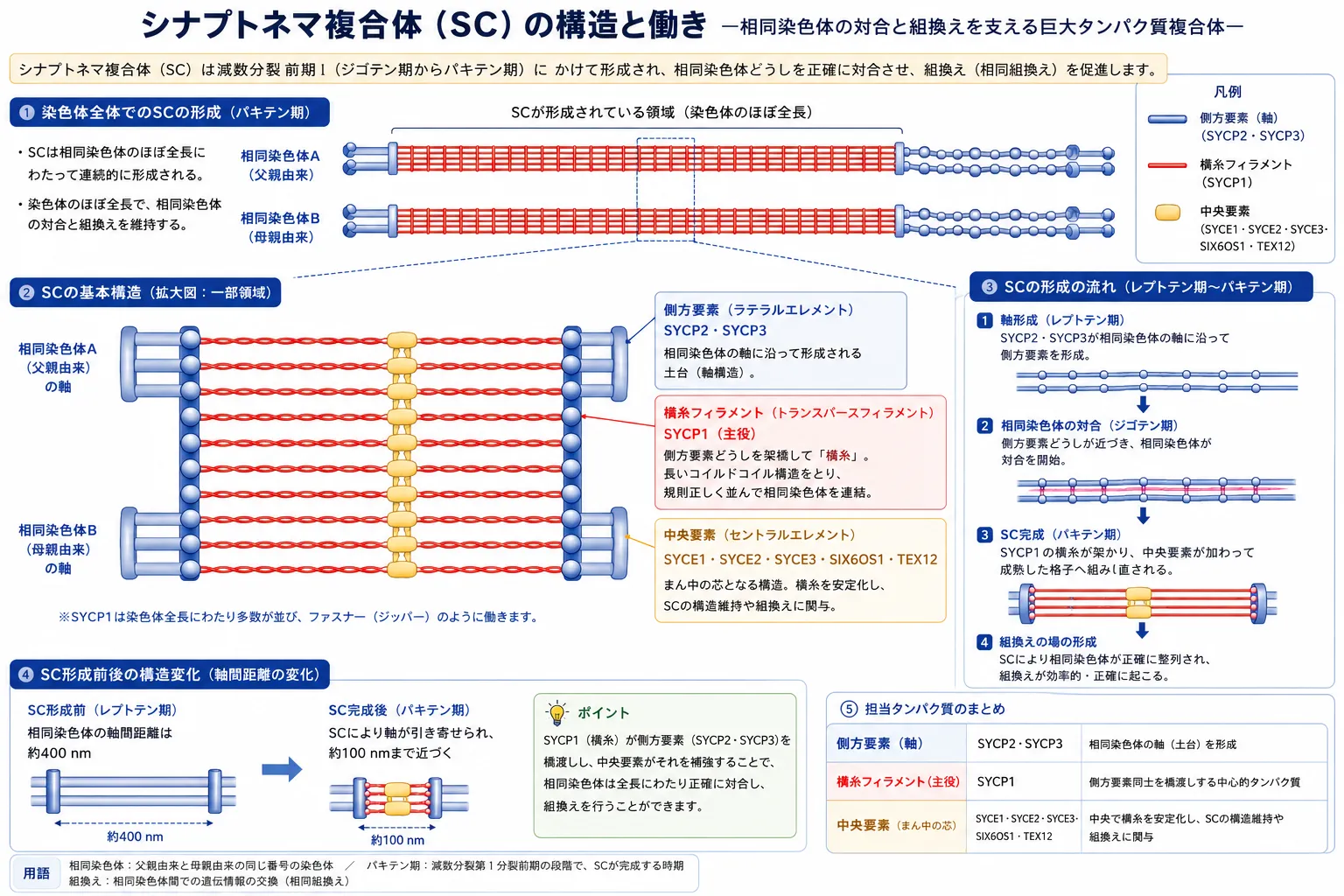 シナプトネマ複合体(SC)の構造と働きを示す模式図。減数分裂のパキテン期に、SYCP2・SYCP3からなる側方要素、SYCP1からなる横糸フィラメント、SYCE1・SYCE2・SYCE3・SIX6OS1・TEX12からなる中央要素が相同染色体全体に形成され、染色体の対合と組換えを支える仕組みを示す。