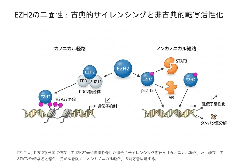 EZH2の二面性：古典的（カノニカル）サイレンシングと非古典的（ノンカノニカル）転写活性化を示す図