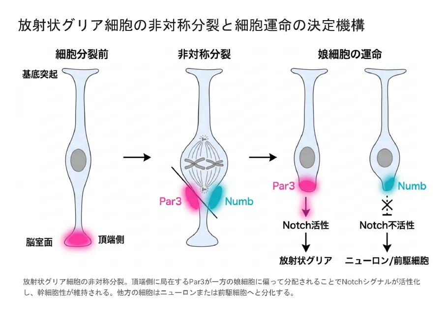 放射状グリア細胞の非対称分裂と細胞運命の決定機構