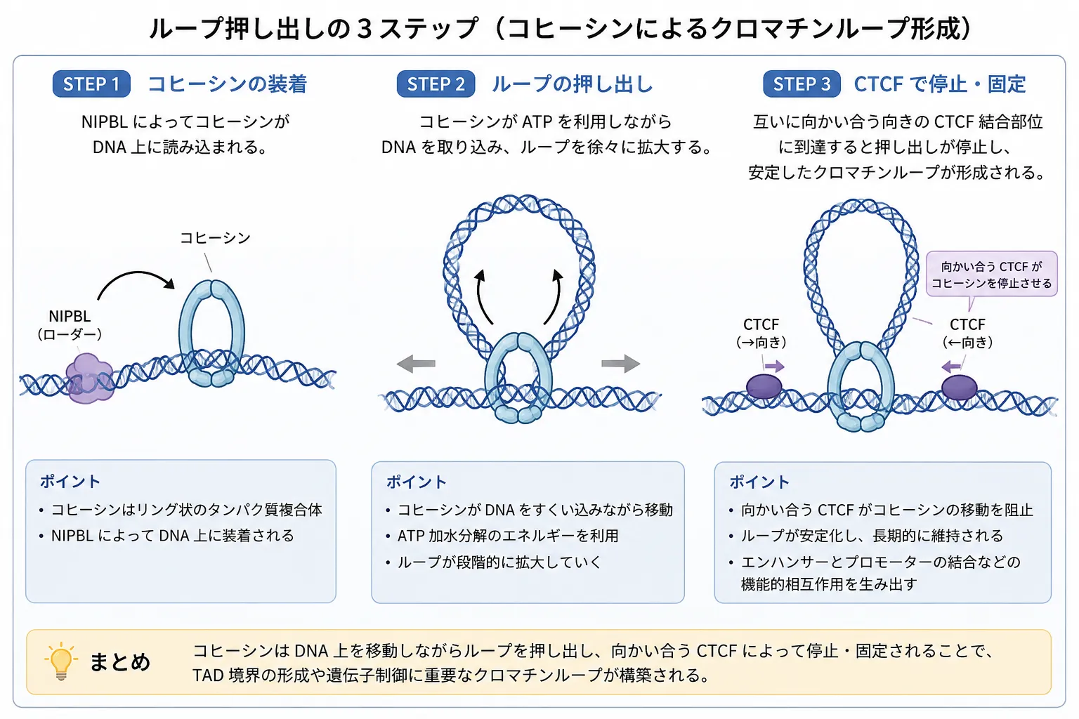 コヒーシンによるクロマチンループ形成(ループ押し出し)の3ステップ。NIPBLによるコヒーシンの装着、ATP依存的なループ押し出し、向かい合うCTCF結合部位で停止・固定される過程を示した模式図。