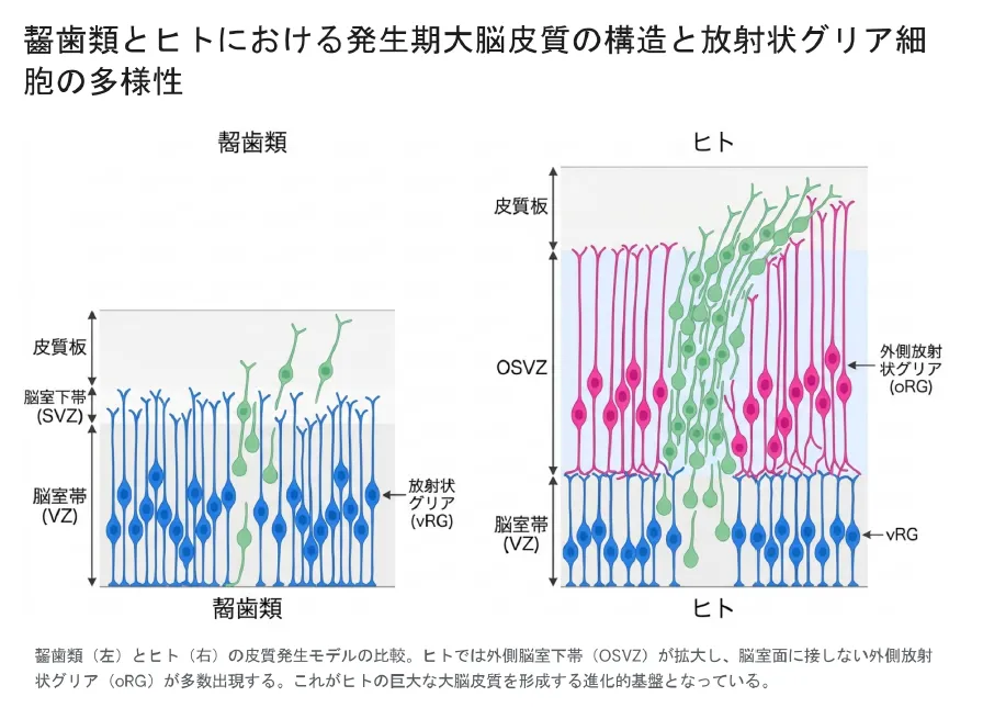 齧歯類とヒトにおける発生期大脳皮質の構造と放射状グリア細胞の多様性