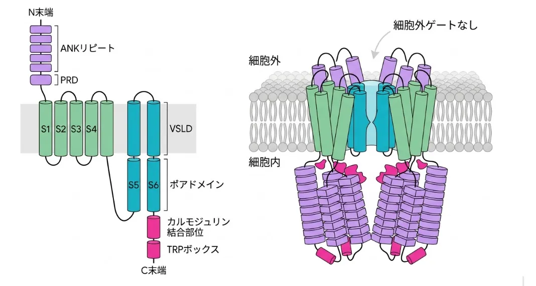 TRPV4タンパク質の構造模式図。左は1つのサブユニットのドメイン配置で、細胞内のN末端から6つのANKリピートとPRD(プロリンリッチドメイン)が続き、細胞膜を貫くS1〜S4がVSLD(電位センサー様ドメイン)、S5〜S6がイオンの通り道であるポアドメインを形づくり、C末端側にカルモジュリン結合部位とTRPボックスがある。右は同じサブユニットが4つ集まった四量体が細胞膜に埋まった全体像で、まん中にイオンの通り道があり、細胞外側にはゲートがない(細胞外ゲートなし)ことを示している。