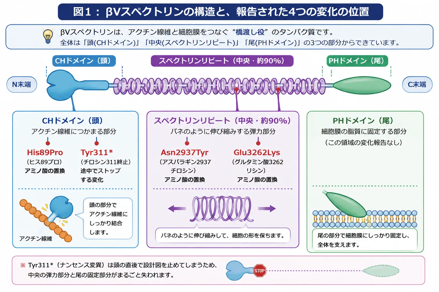 βVスぺクトリンの構造と４つの変異の位置