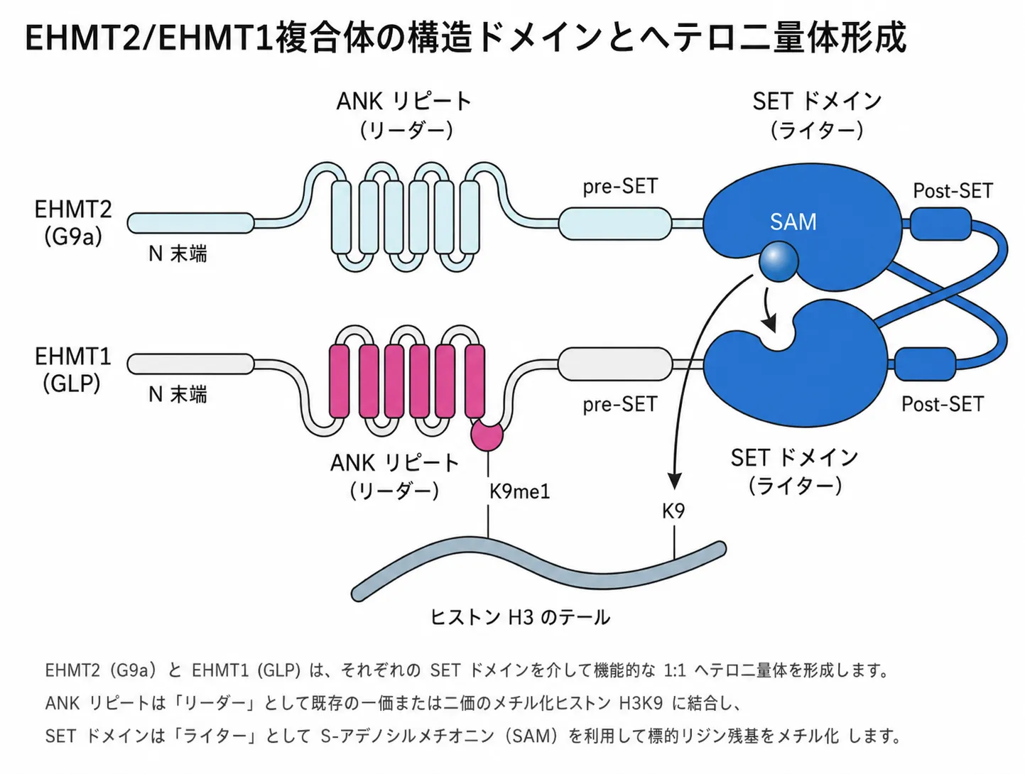 EHMT2/EHMT1複合体の構造ドメインとヘテロ二量体形成