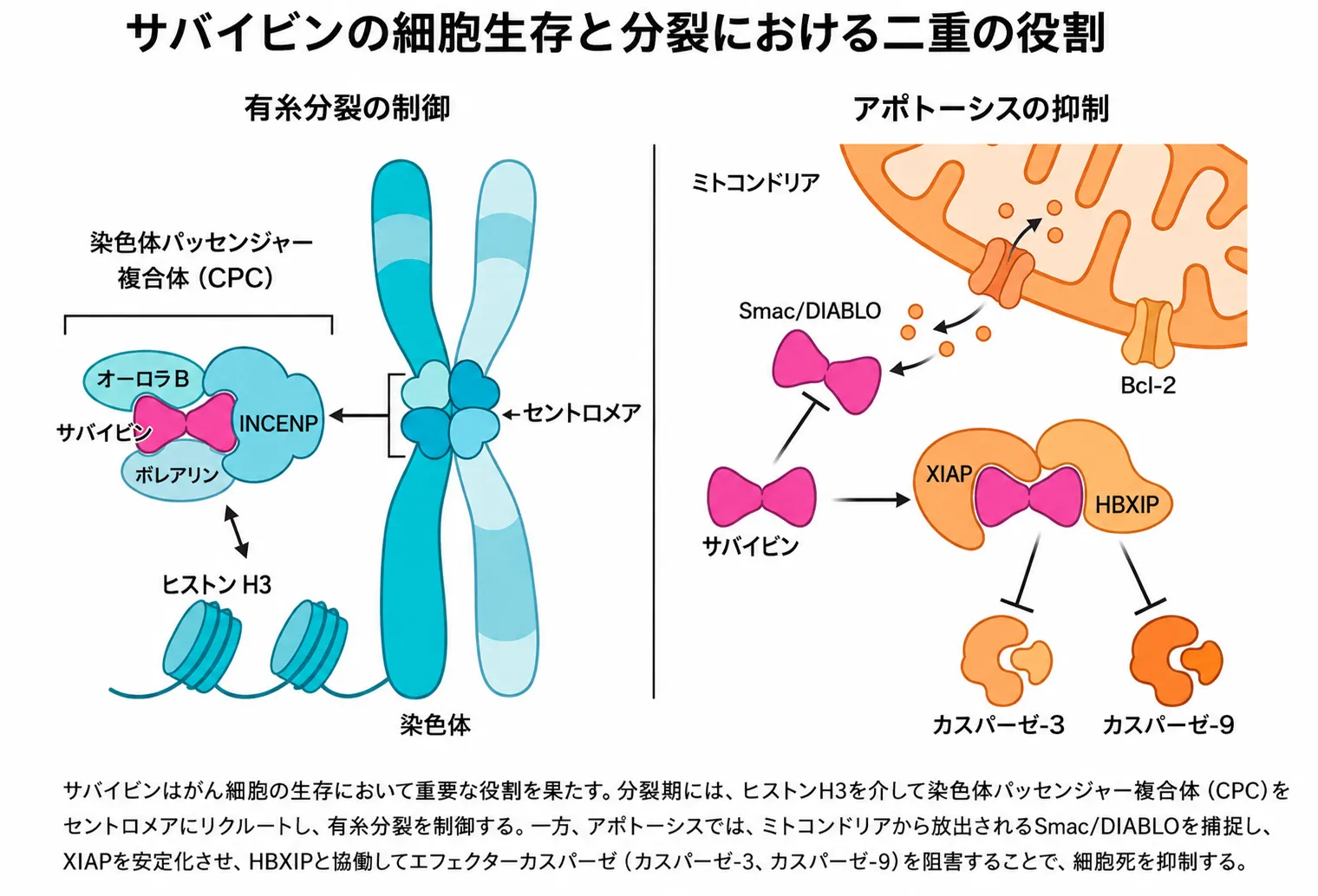 サバイビンの細胞生存と細胞分裂における二重の役割を示す図。左側では、サバイビンがAurora B・INCENP・Borealinとともにクロモソームパッセンジャー複合体（CPC）を構成し、ヒストンH3のThr3リン酸化（H3T3ph）の認識を介してCPCの内側セントロメアへの局在に寄与する様子を示す。右側では、サバイビンがXIAPやSmac/DIABLOなど複数の分子との相互作用を介してアポトーシスを抑制する機構の一例を模式的に示す。