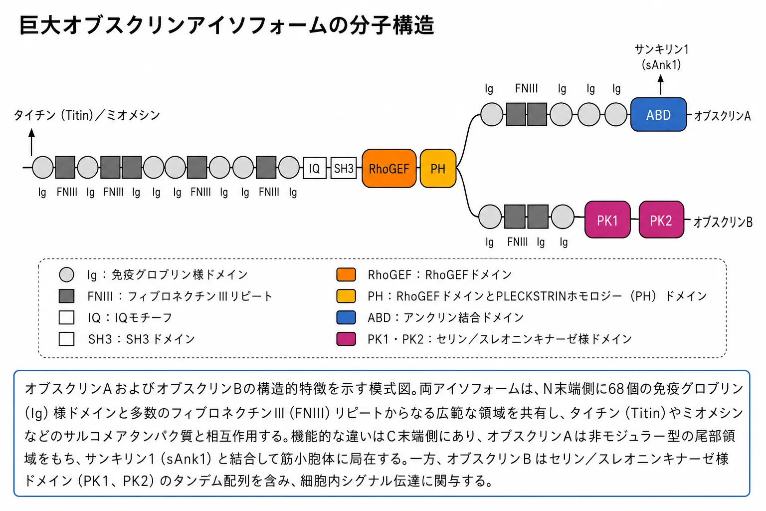 オブスクリンアイソフォームの分子構造図