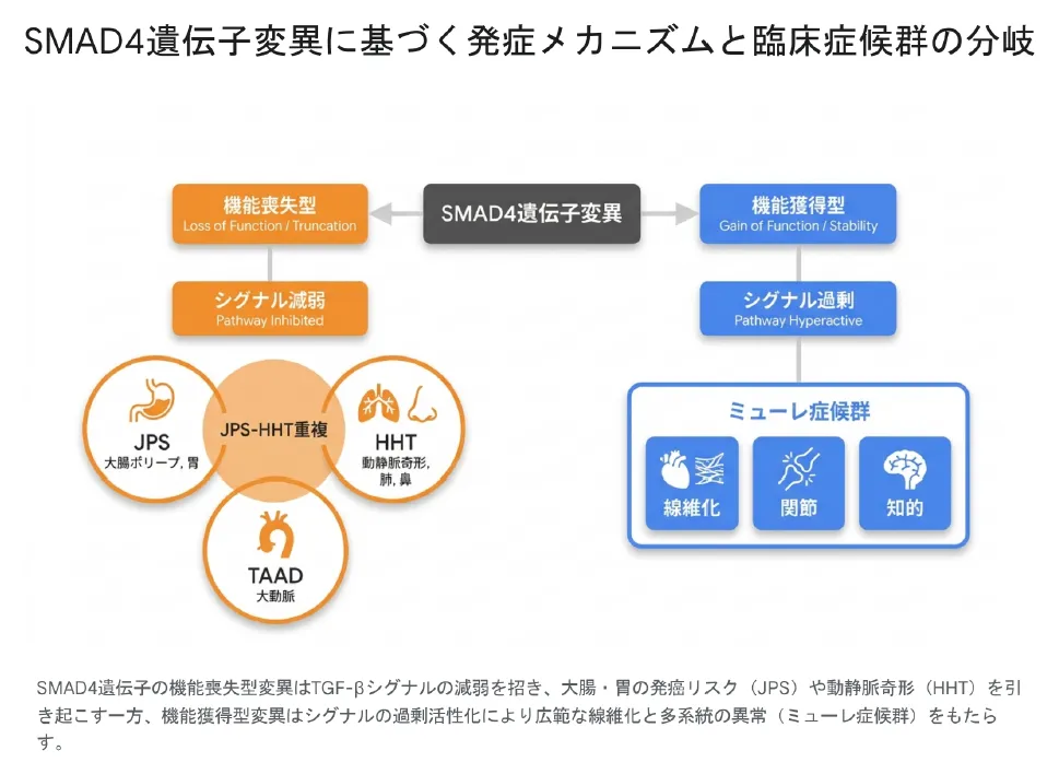 SMAD4遺伝子変異に基づく発症メカニズムと臨床症候群の分岐