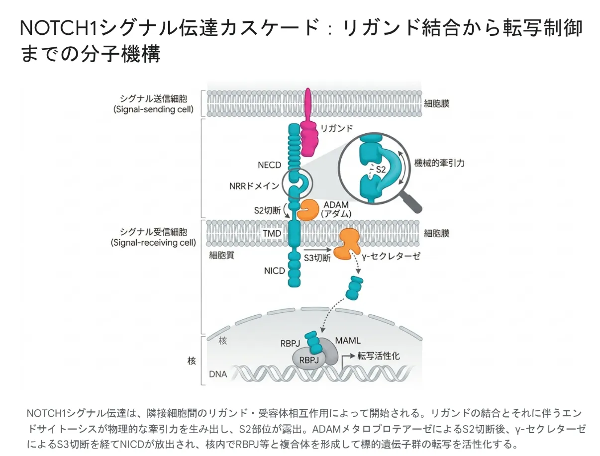 NOTCH1シグナル伝達カスケード：リガンド結合から転写活性化までの分子機構
