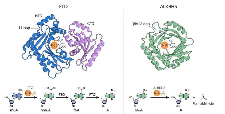 m6AイレイサーであるFTOとALKBH5の立体構造と触媒反応の比較図。左のFTOはNTD(青)とCTD(紫)の2ドメインからなりL1ループを持ち、Fe(II)と2OGを用いてm6Aをhm6A、f6Aを経てアデノシンへ段階的に脱メチル化する。右のALKBH5はβIV-Vループとジスルフィド結合を持つ単一ドメイン構造で、m6Aをアデノシンとホルムアルデヒドへ一段階で分解する。