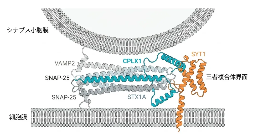 シナプス小胞膜と細胞膜の間で、VAMP2・SNAP-25（2本）・STX1Aの4本のヘリックスが束ねられたSNARE複合体の模式図。中央にコンプレキシン-1（CPLX1）が青緑色で結合し、右側でシナプトタグミン-1（SYT1）がオレンジ色で細胞膜に接して三者複合体界面を形成している。膜融合の直前でロックされた待機状態を示す。