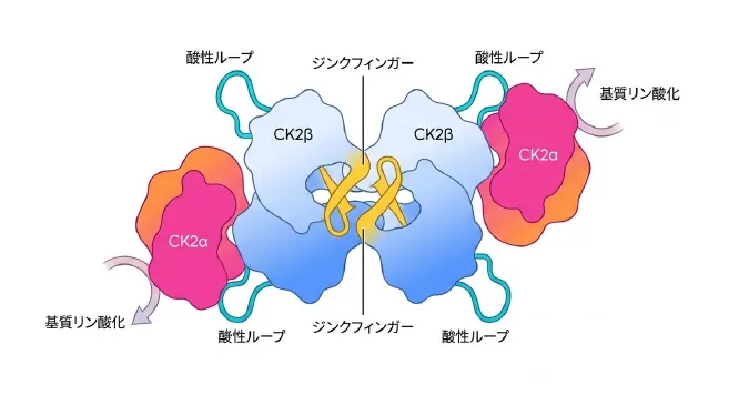 CK2ホロ酵素の構造を示す模式図。中央で2つのCK2βサブユニット（水色）がジンクフィンガー領域（黄色）を介して結合して二量体を形成し、その左右に反応担当のCK2αサブユニット（ピンク色）が1つずつ結合して、4つ組（四量体）の酵素を構成している。各CK2βからは酸性ループが伸び、CK2αからは基質リン酸化が起こる向きを示す矢印が外側へ伸びている。