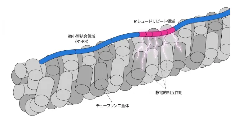タウタンパク質の微小管結合領域（R1–R4）とR′シュードリピート領域がチューブリン二量体に結合し、静電的相互作用によって微小管を安定化する模式図
