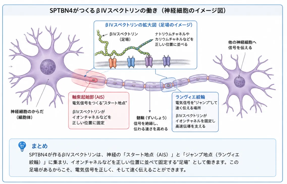 SPTBN4が作るβIVスぺクトリンの働き神経細胞のイメージ図