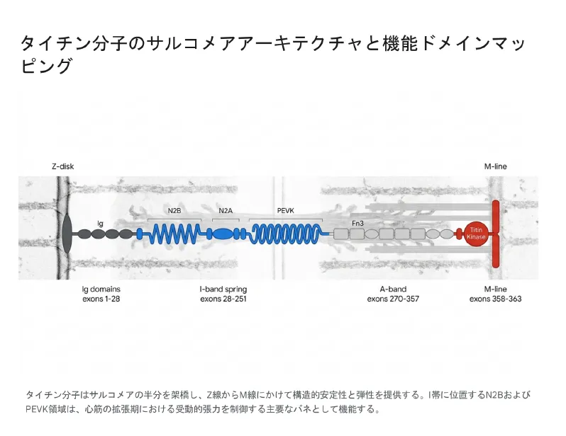 タイチン分子のサルコメアアーキテクチャと機能ドメインマッピング