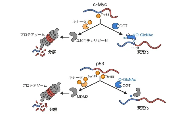 c-Mycとp53におけるリン酸化とO-GlcNAc修飾の競合によるタンパク質分解・安定化制御の仕組み